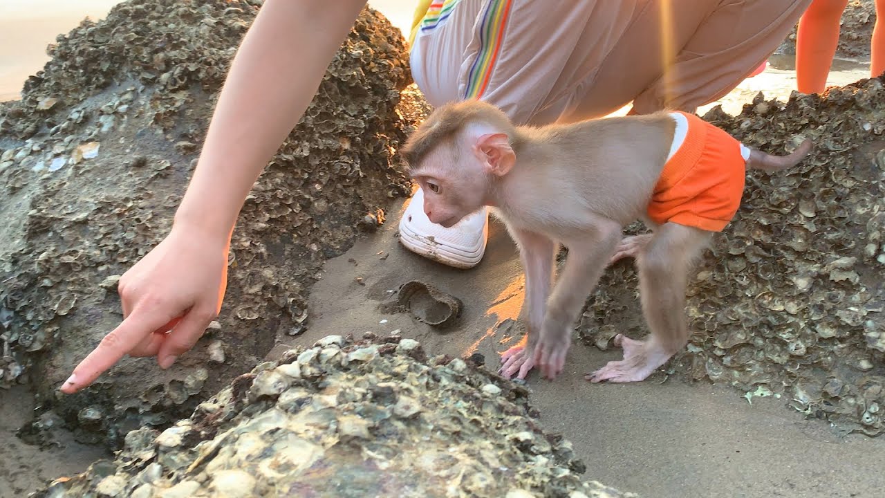 Monkey Puka and Khang went with Mom to experience crab catching
