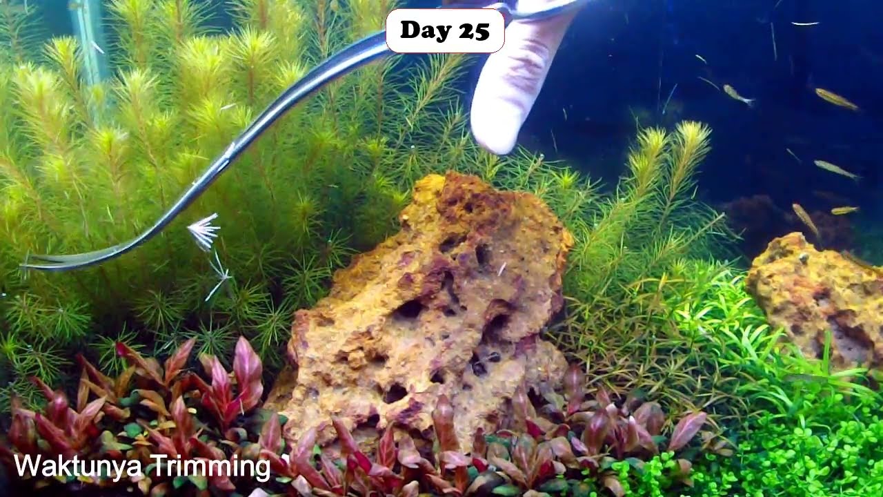 Simple Aquascape, Rotala Plants, Planted Aquarium Setup