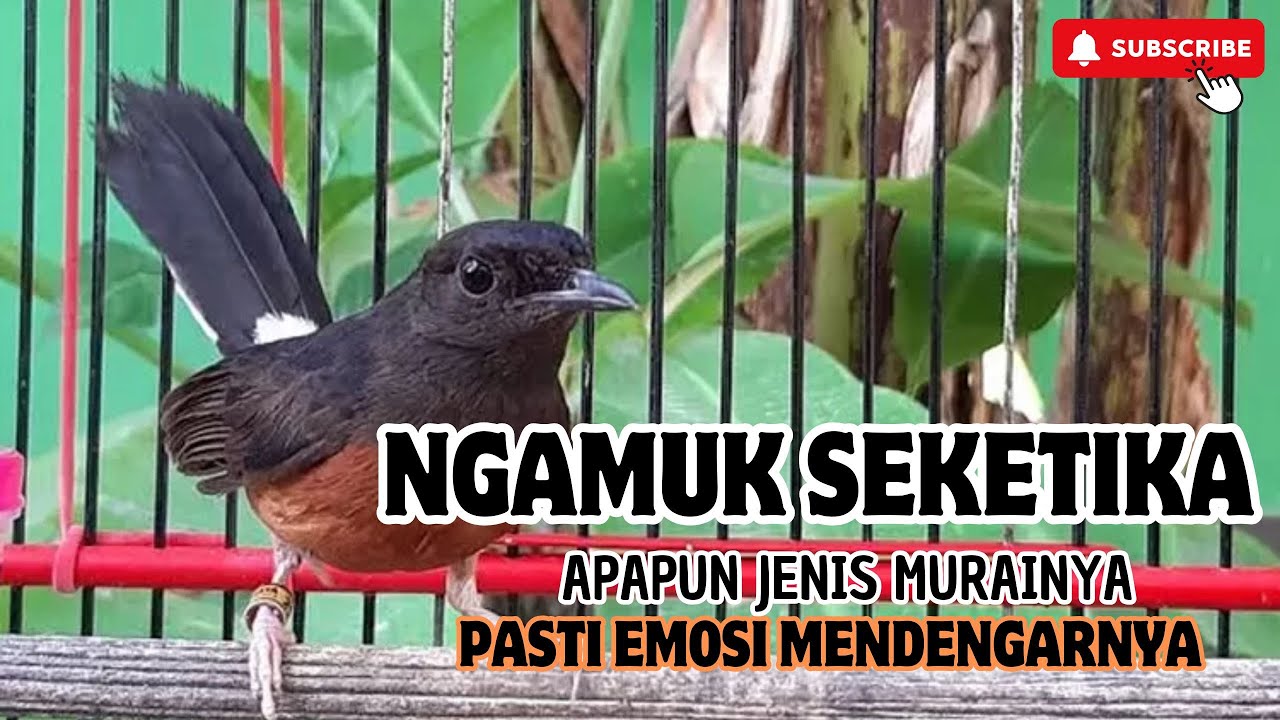 Suara Masteran Murai Batu Full Isian Terbaik | Langsung Gacor dan Ngeplong!