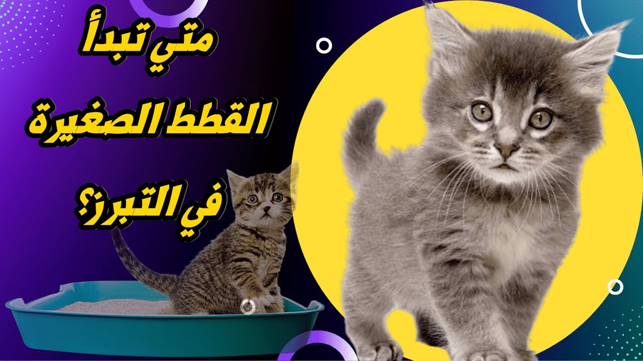 متى تبدأ القطط الصغيرة في التبرز؟