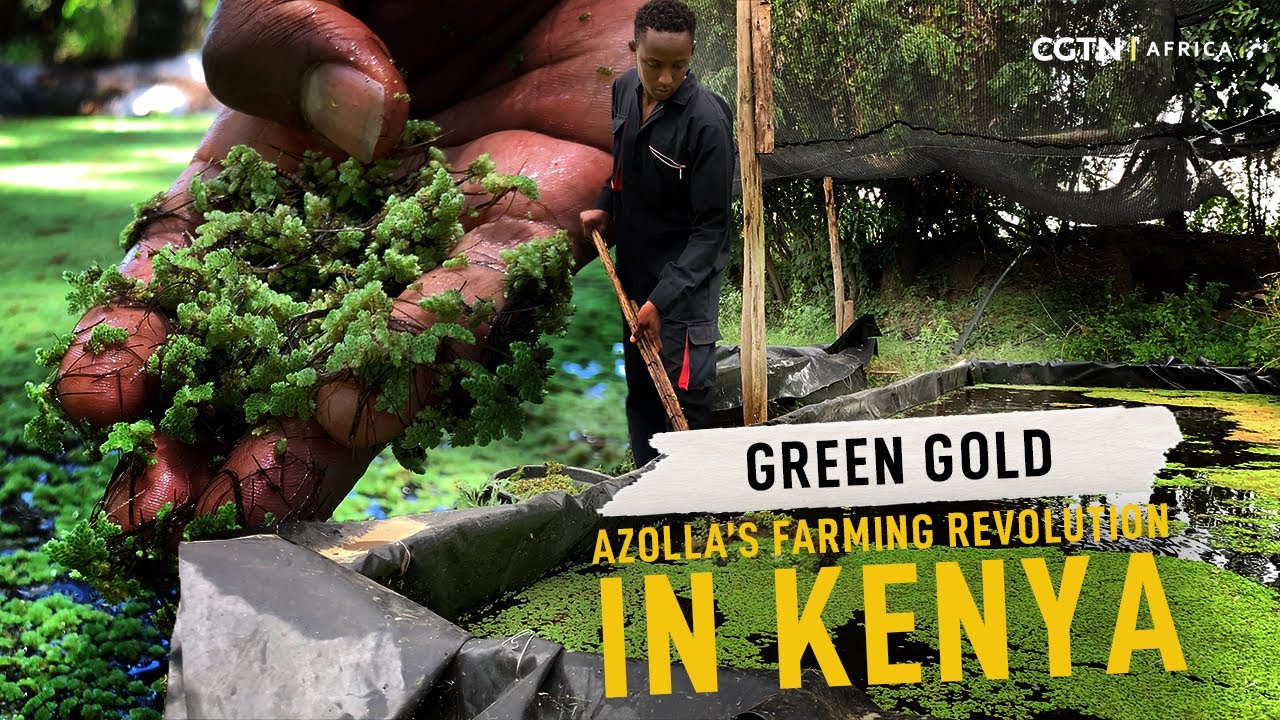 Farmers in Africa harness Azolla to slash feed costs and boost livestock health.
