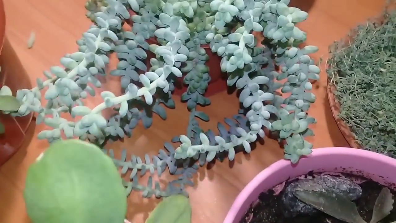 🌾🌵🌾Коллекция очитков.🌾Мои комнатные цветы.🌾🌵🌾