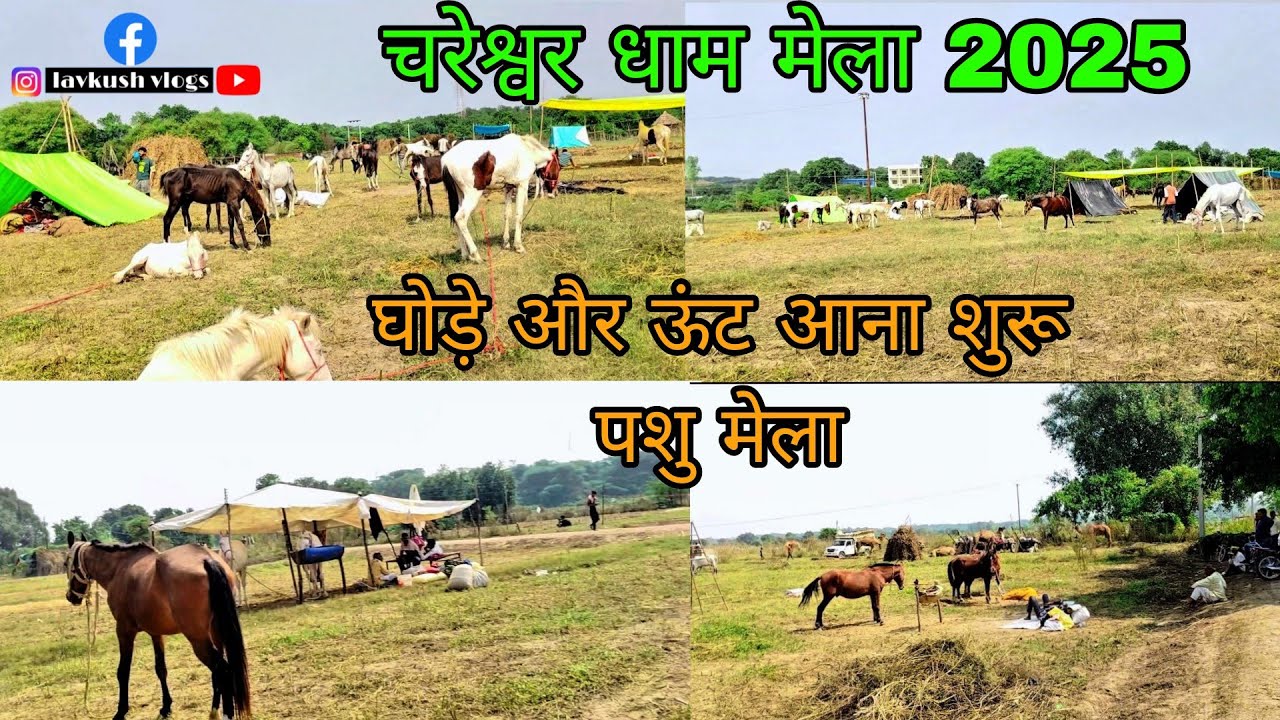 बटेश्वर पशु मेला 2025 बटेश्वर घोड़े ऊंट आना शुरू Bateshwar ka pashu mela 2025  Lavkush Vlogs
