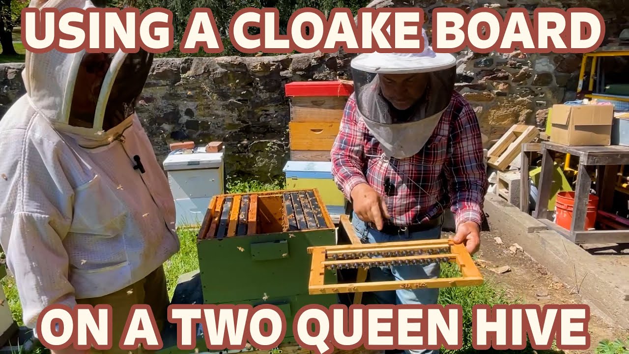 Our Two Queen Hive Is AWESOME For Raising Queens