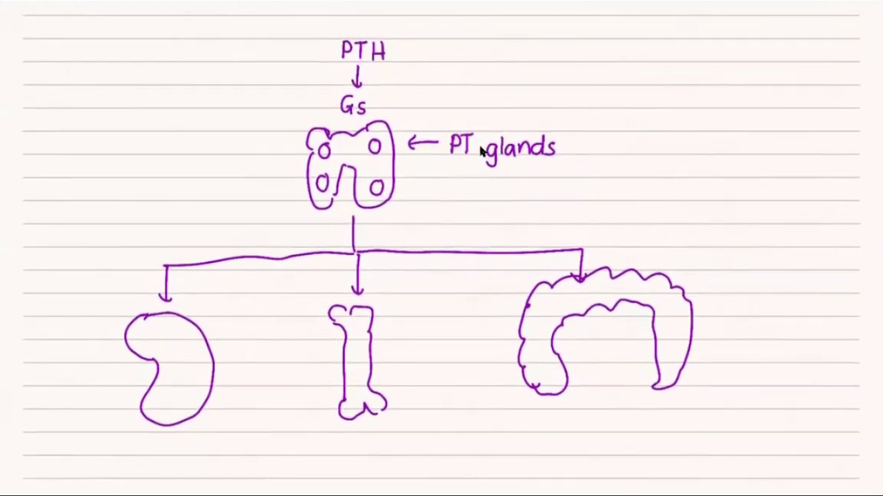Parathyroid Physiology for the USMLE Step 1 | HyGuru Tutoring