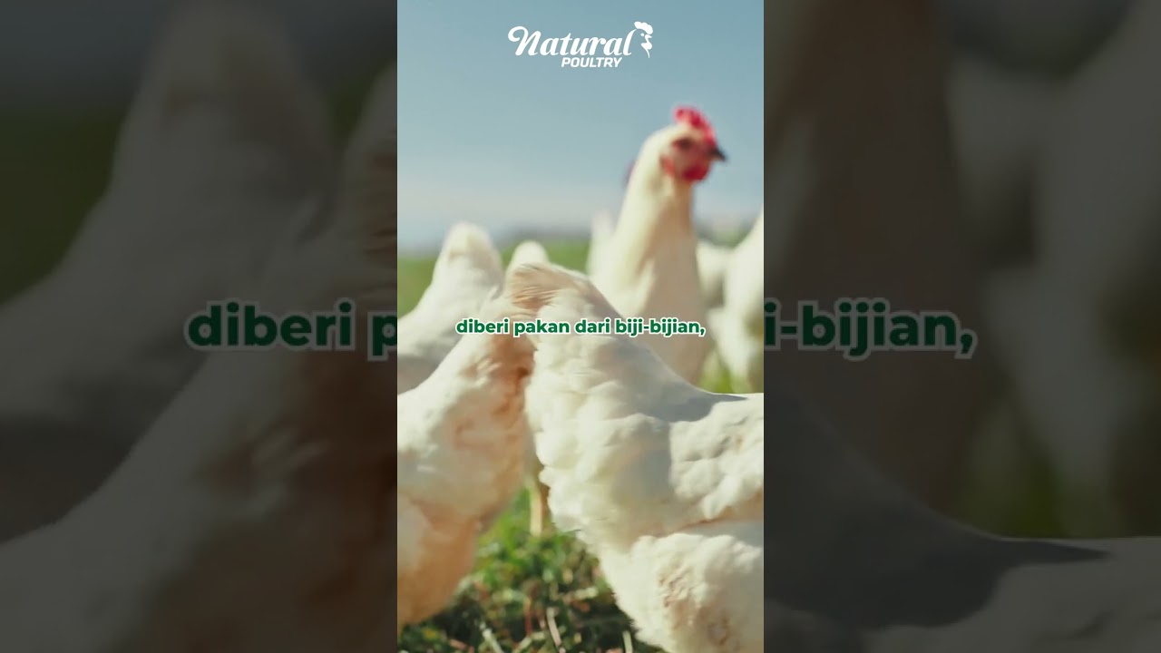 Jadi udah tau kan ayam organik itu apa?😉