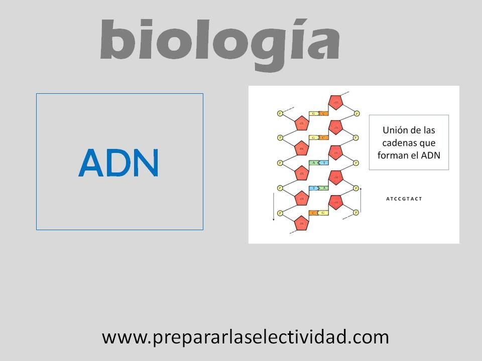 ADN - Modelo de Watson y Crick