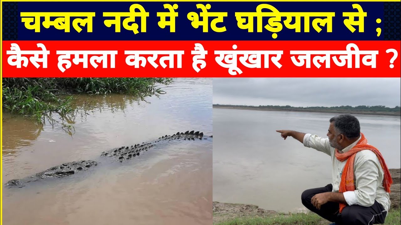 चंबल नदी में भेट घड़ियाल से; कैसे हमला करता है खूंखार जल जीव?At Chambal Yamuna Sangam Etawah, UP.