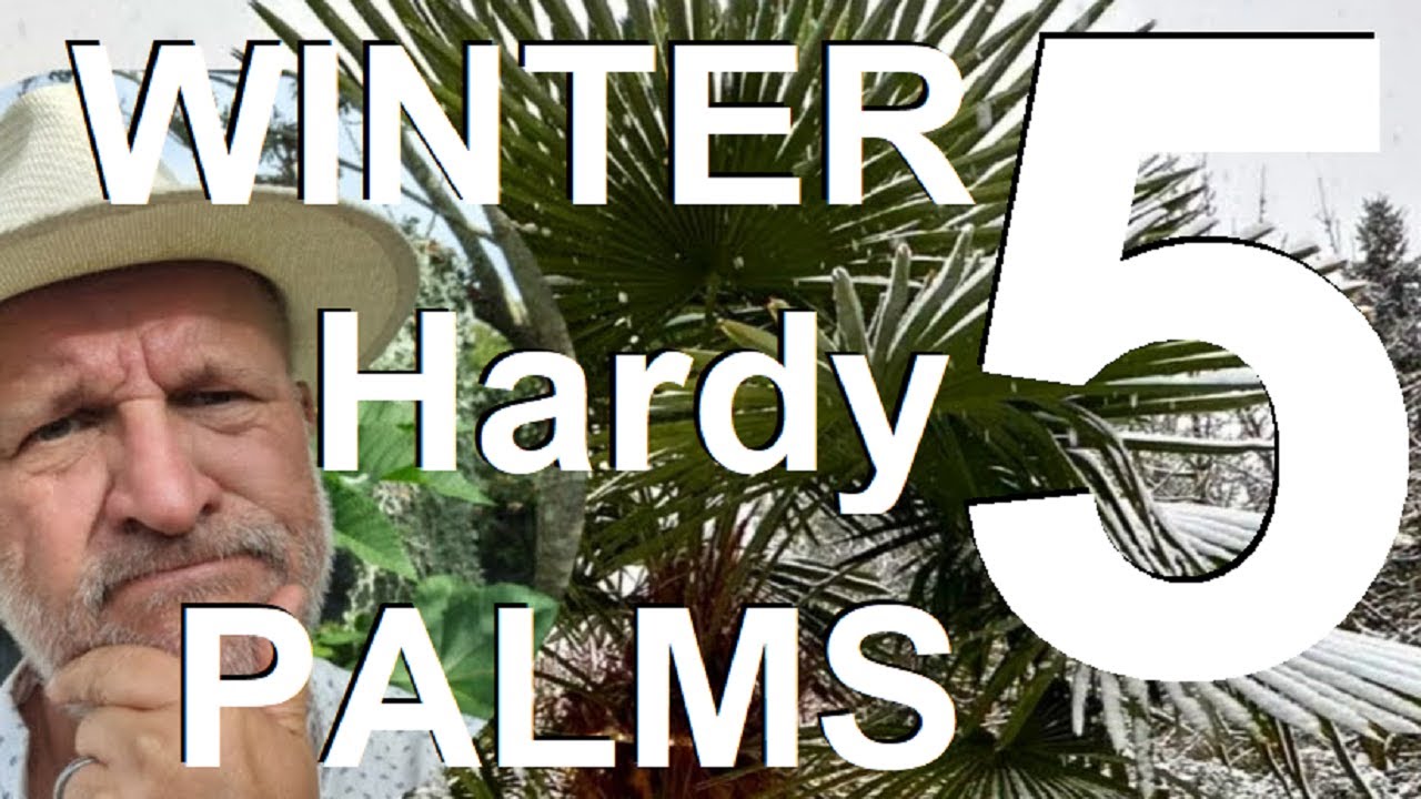 Top Five Winter Hardy Palm Trees