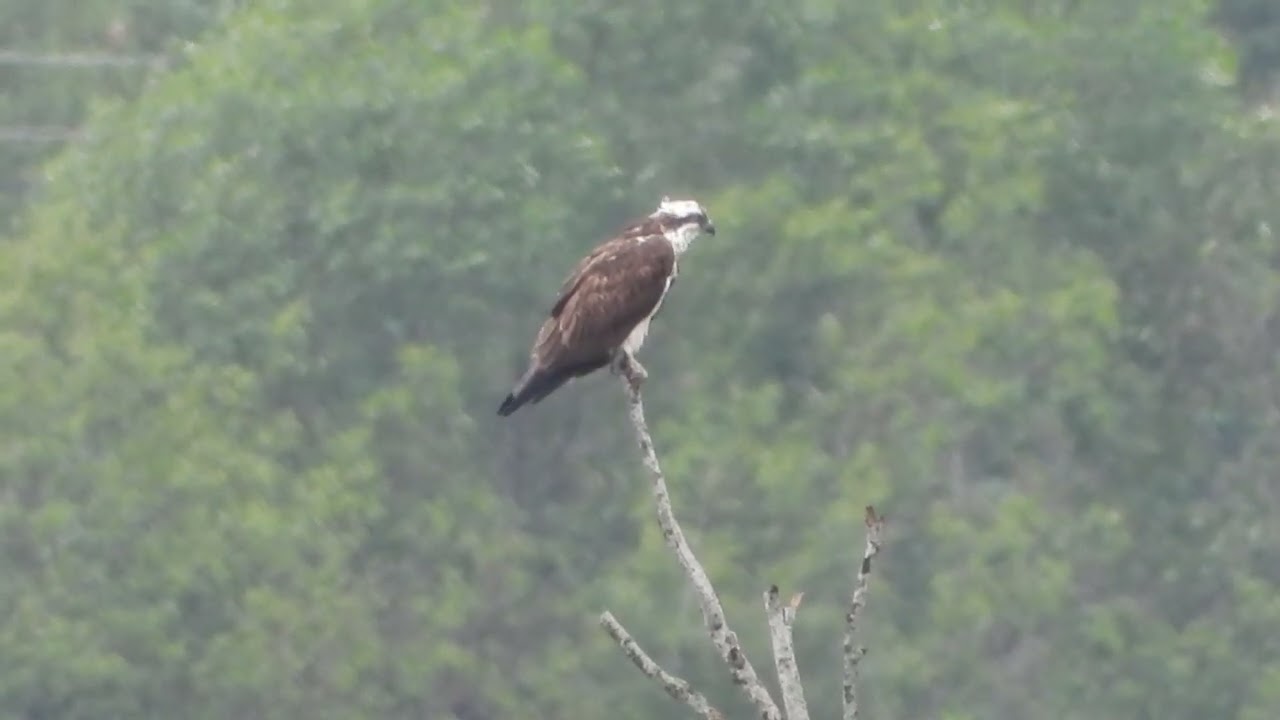 FISKE&Oslash;RN ( PANDION HALIAETUS)