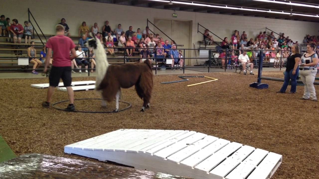 Llama Club Competes in Obstacle Course