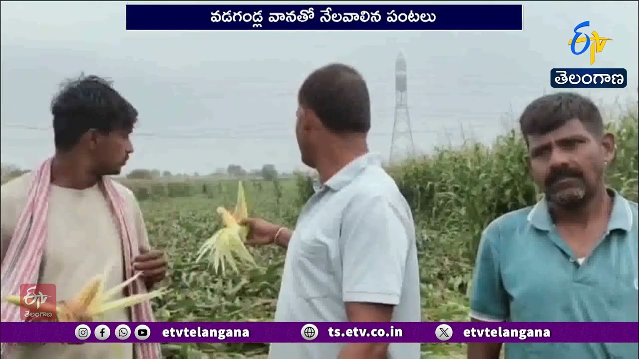 Unseasonal Rains Devastate Crops in Telangana | Farmers Face Heavy Losses