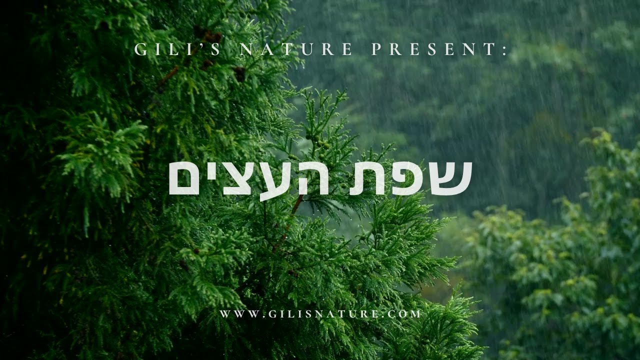 שפת העצים