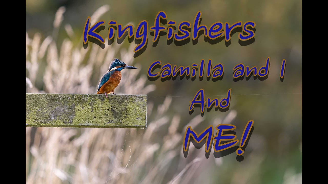 Kingfishers, Camilla and I and Me JP! || Bird Photography