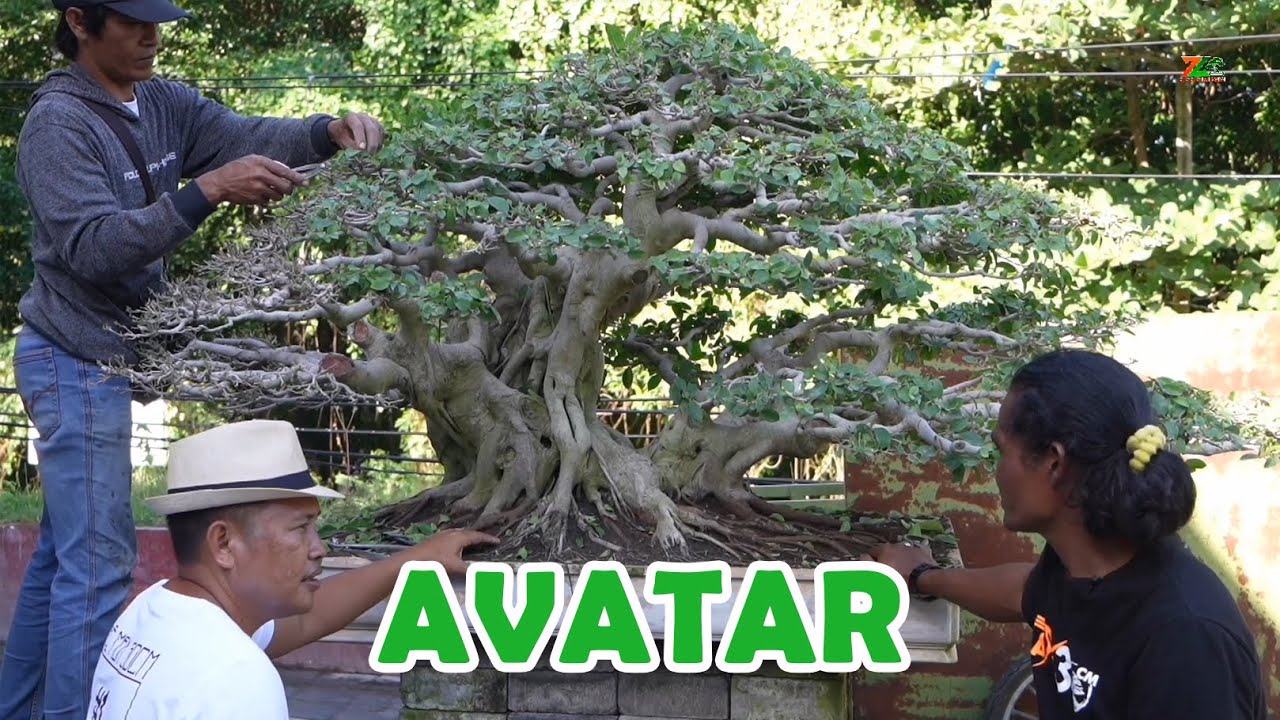 ISTIMEWAHNYA POHON 600 JUTA