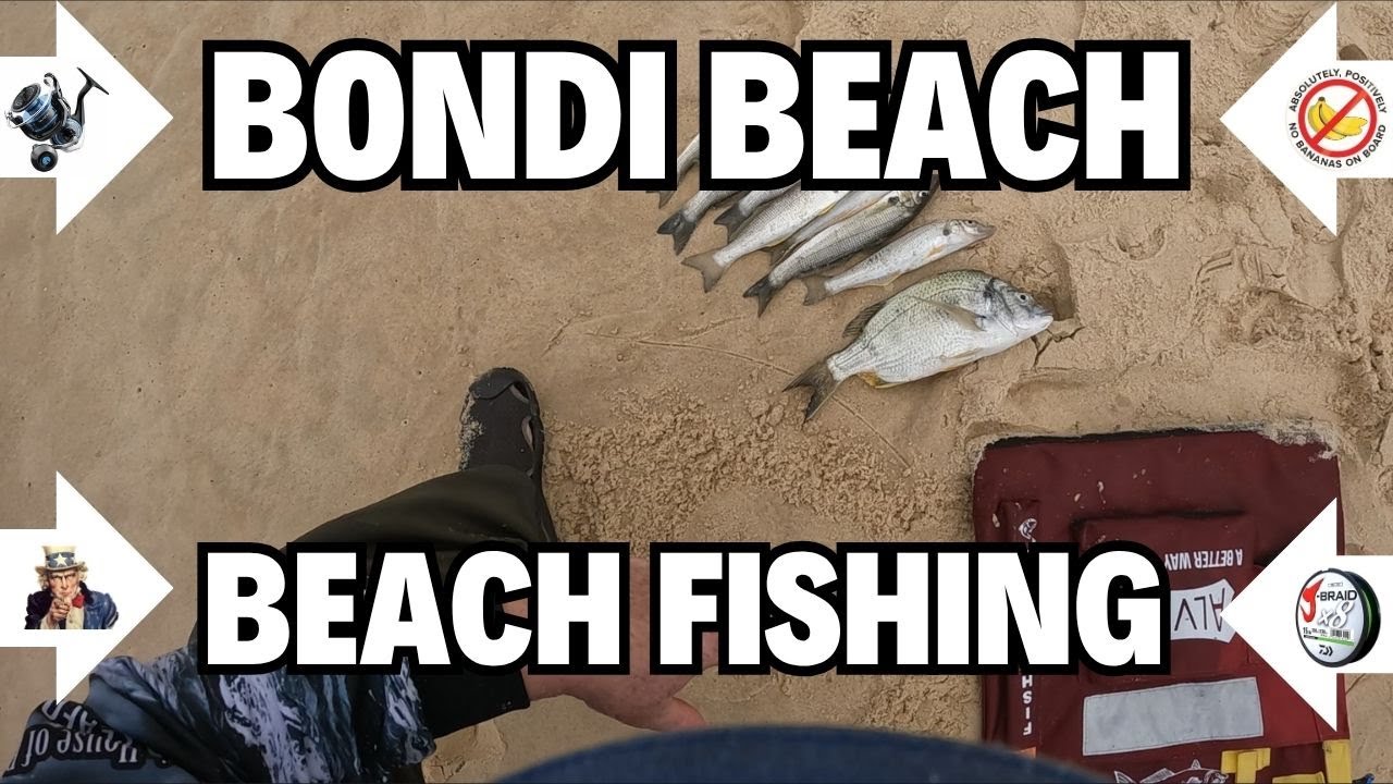THE RUN DOWN about Suburban Beach Fishing - Bondi Beach