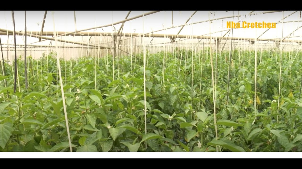 Uma nova agricultura em São Nicolau