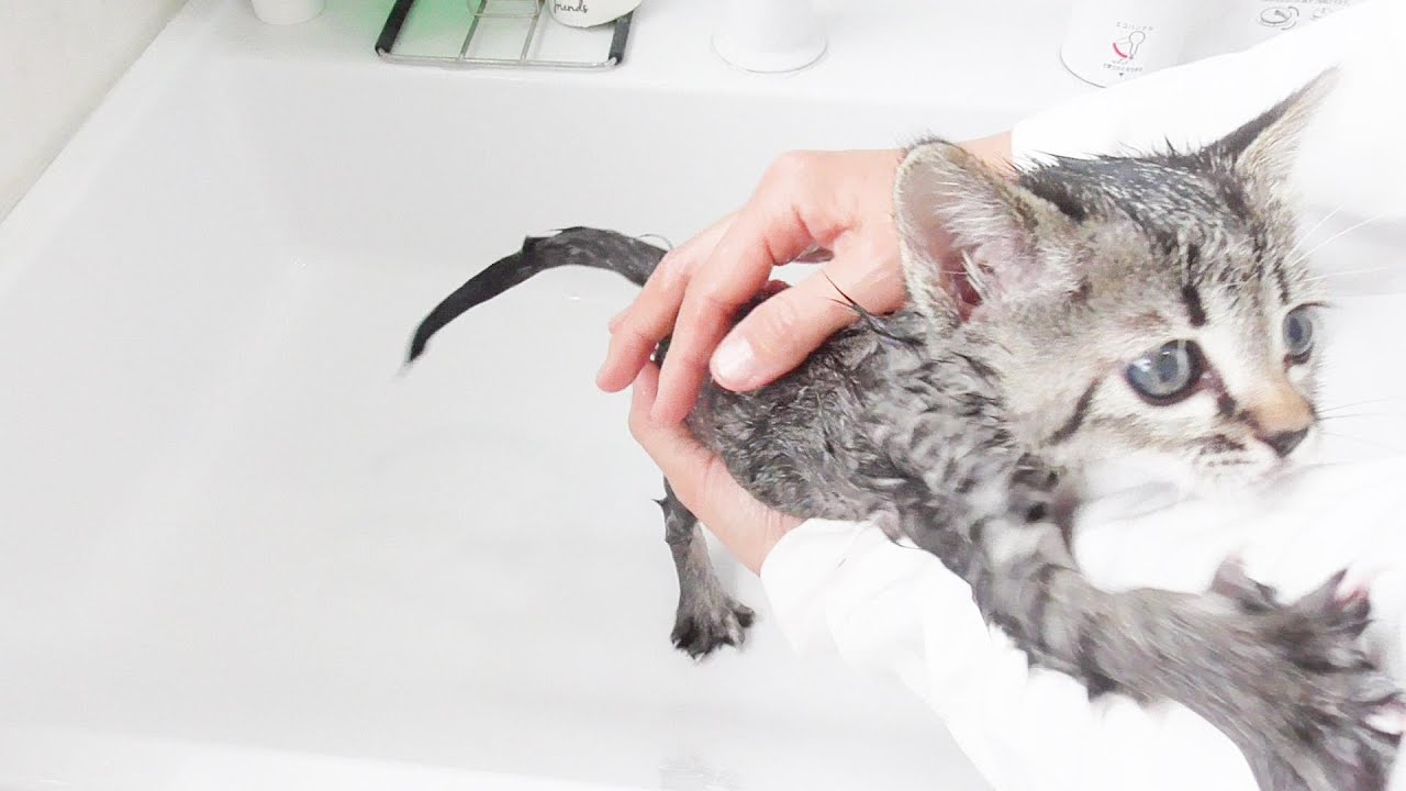 新しい家族が増えました。元野良の子猫のシャンプーに苦戦