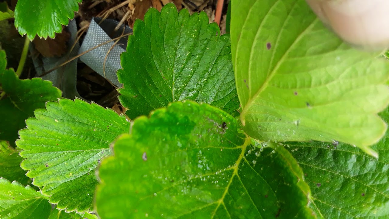 Stethorus puntillum active on strawberry. Ultimate Spider Mite Destroyer 🙂