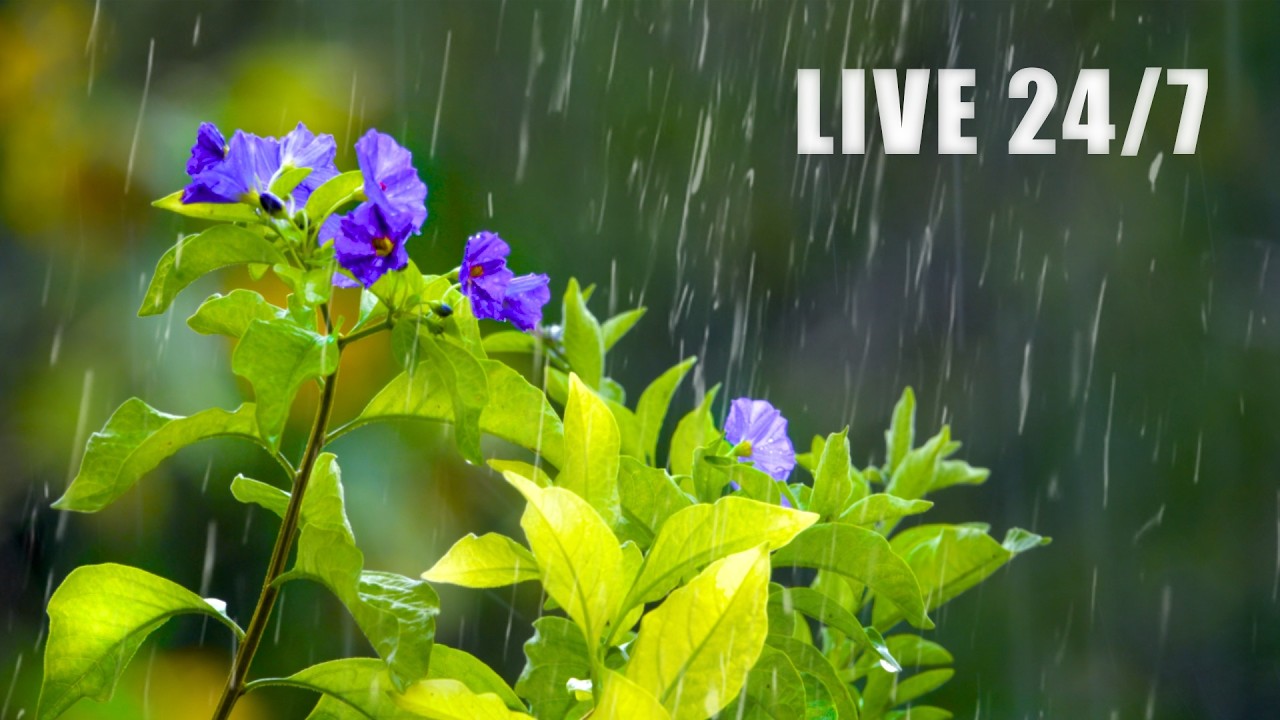 Relaxing Piano & Rain 🌧️ Radio