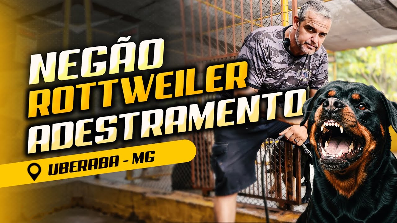 NEGÃO – ROTTWEILER CHEGA PARA REABILITAÇÃO APÓS ATAQUE GRAVE