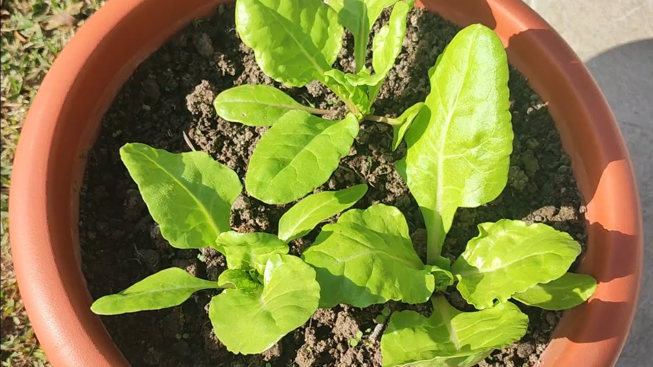 Cultivo de ACELGAS en maceta