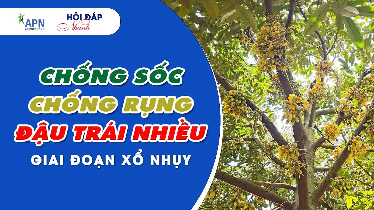 APN - CHỐNG SỐC - CHỐNG RỤNG - ĐẬU TRÁI NHIỀU GIAI ĐOẠN XỔ NHỤY | HỎI ĐÁP NHANH