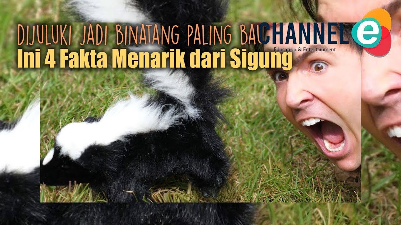 Disebut Jadi Hewan Paling Bau! 4 Fakta Menarik Dari Sigung