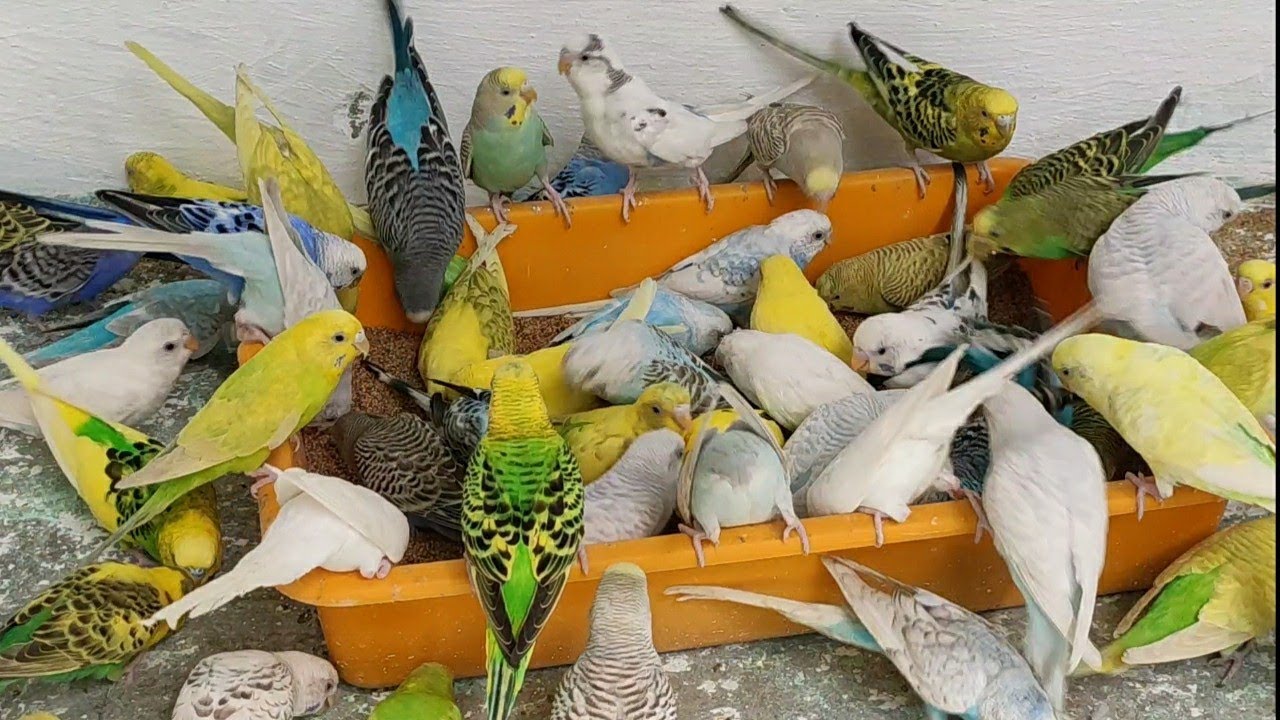 Agar Budgies Parrot Breed nahi karte to kya karna hai How to Breed Budgies