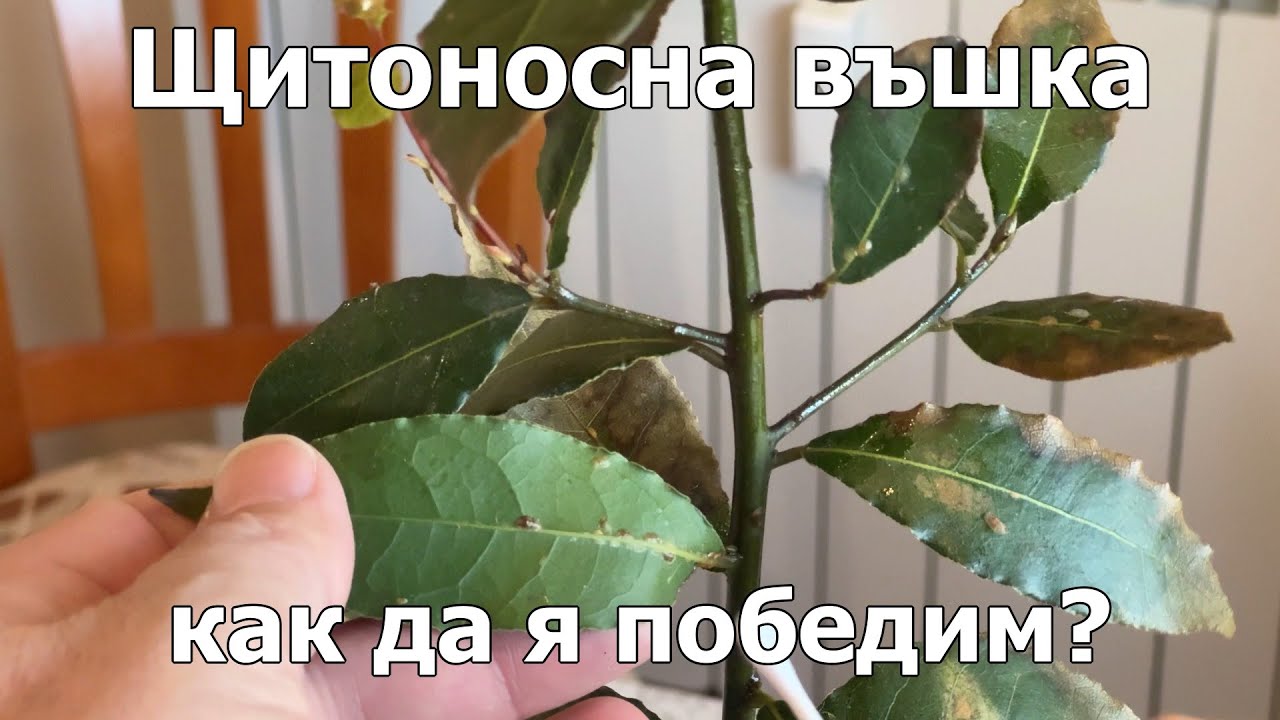 Щитоносна въшка как да я победим