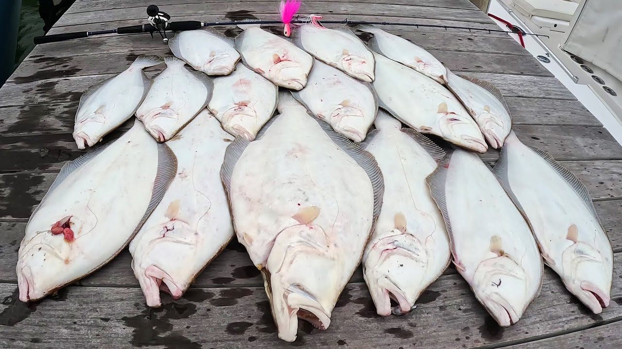 Big Fluke (Flounder) Crush Then CODFISH Jigging!