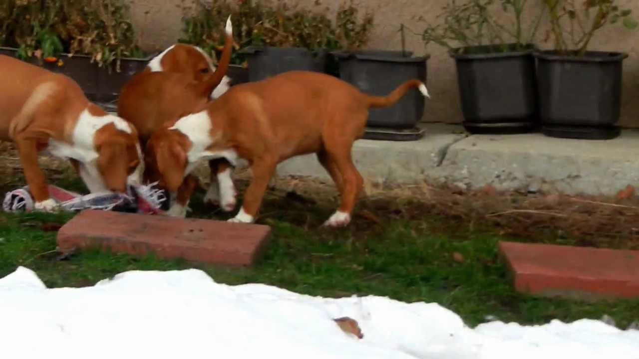 POSAVSKI GONIČI STENAD 1