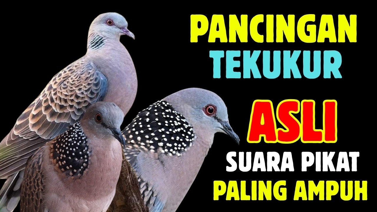 Tekukur Kuk 2 - Suara Paling Gacor Terbukti Ampuh Untuk Pikat & Pancingan