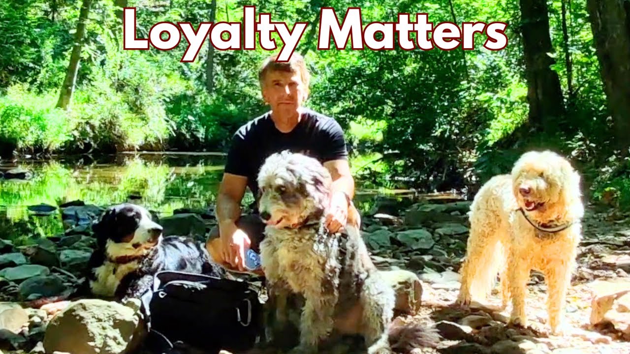 Как мои собаки дали мне смысл жизни после развода