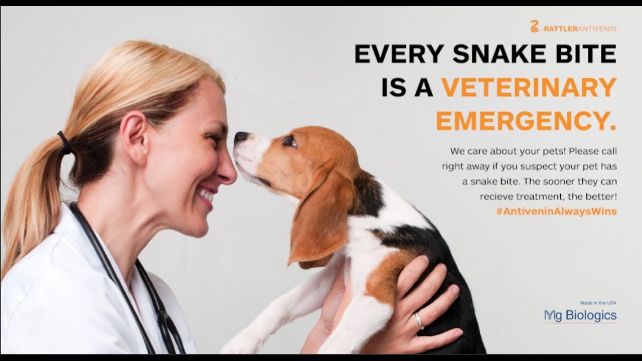Rattlesnake Avoidance Training for Dogs