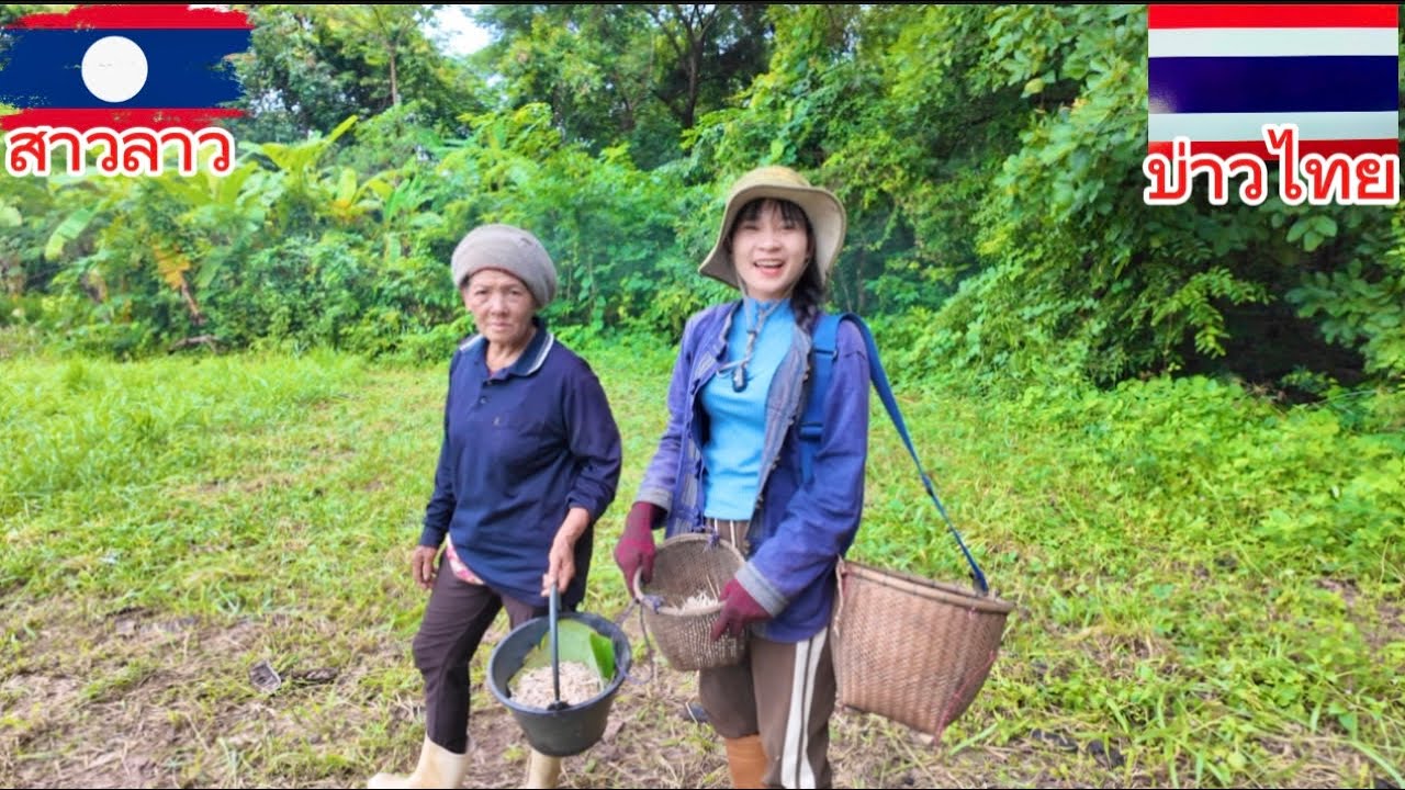 สาวลาว🇱🇦เก็บเห็ดกับแม่ย่า ได้เยอะมากๆ
