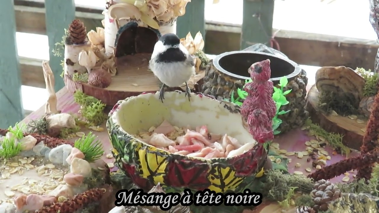 Mésangeai du Canada, Mésange à tête noire 28 février 2026, ils viennent prendre des morceaux de gras