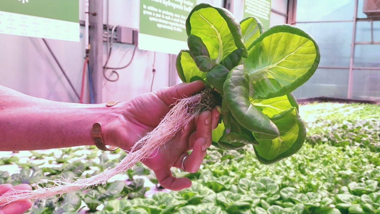 Big Tex Hydroponic Farm Tour