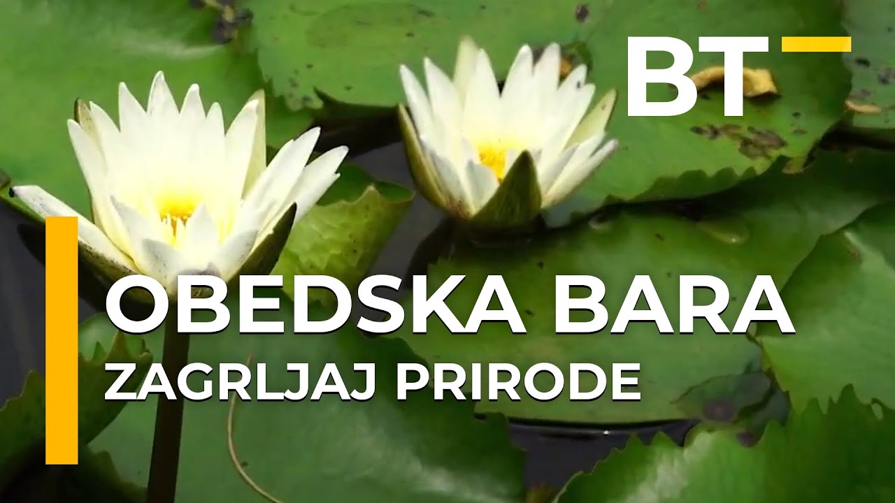 ZAGRLJAJ PRIRODE  OBEDSKA BARA, GDE PRIRODA GRLI ISTORIJU  Balkantrip TV