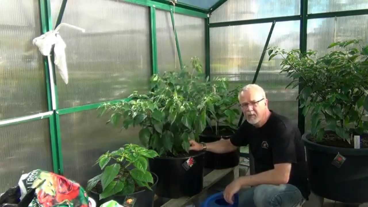 Omskolning av chiliplanta till stor kruka.
