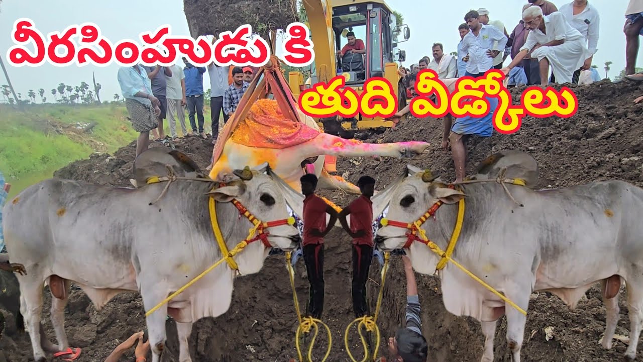 Veeranarasimha final Rights.....RK bulll Vetapalem