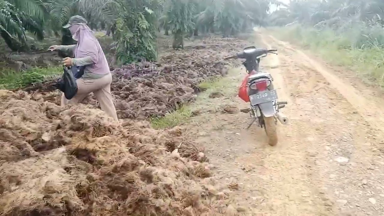 Part 1#mumpung lagi ga da kesibukan kita hari ini ngebolang, cari jamur sawit#