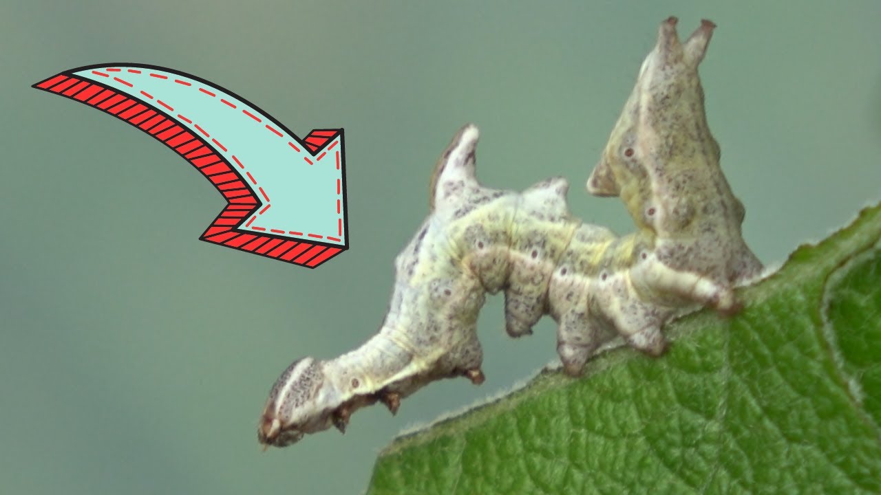 This DRAGON transforms into a MOTH: Notodonta zizac / Pebble prominent - Life cycle