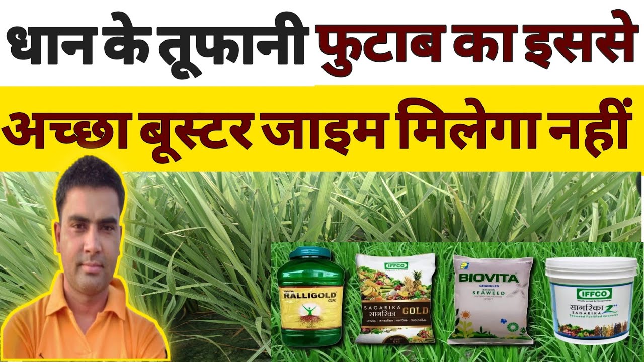 धान में तूफानी कल्ले का सबसे अच्छा बूस्टर || how to get more trilling in paddy crop || paddy 1509 |