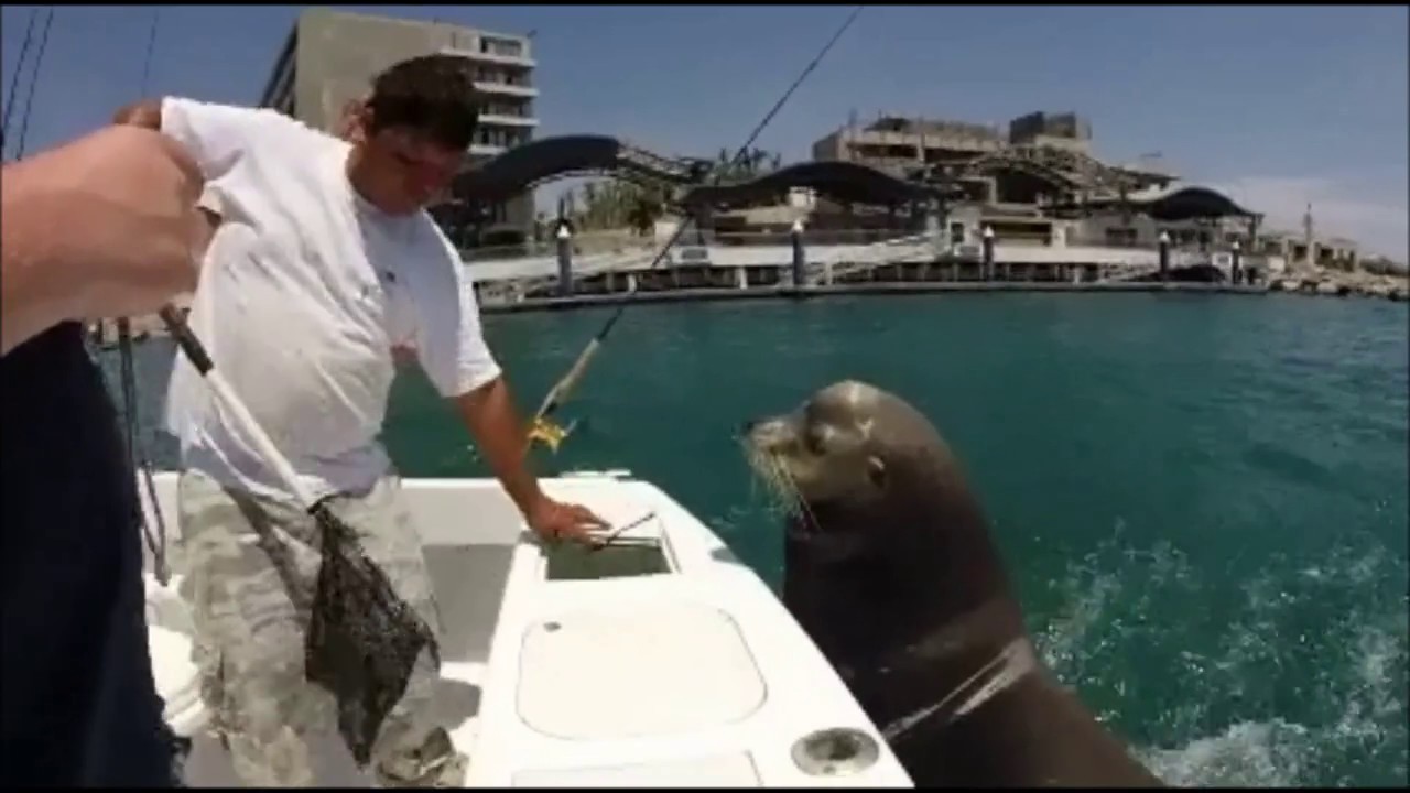 Des otaries sautent derrière un bateau