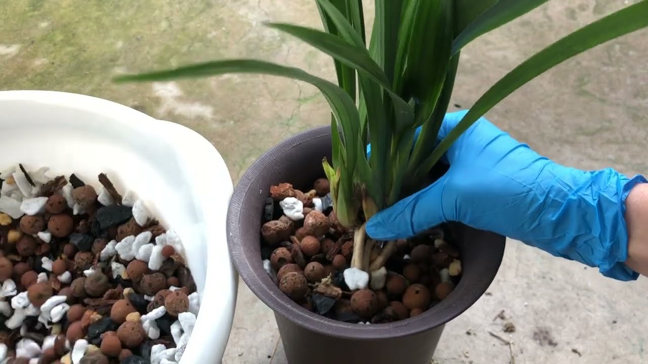 01/15/2022 如何给裸根的国兰修剪根与上盆 potting the cymbidium