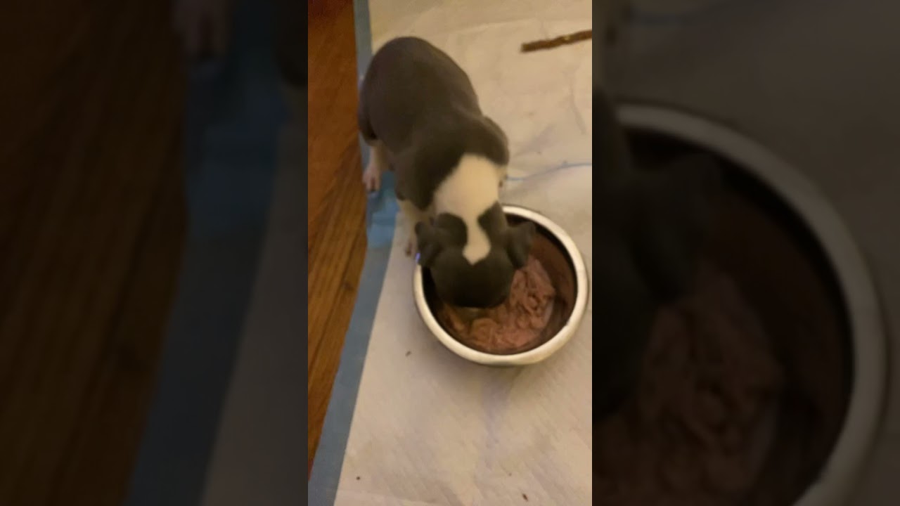 How to feed a puppy at 5 weeks