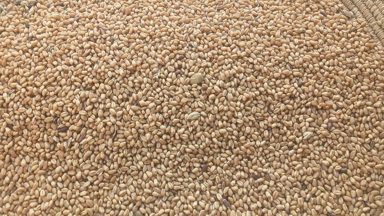 ስንደ እየለቀምኩ ነው