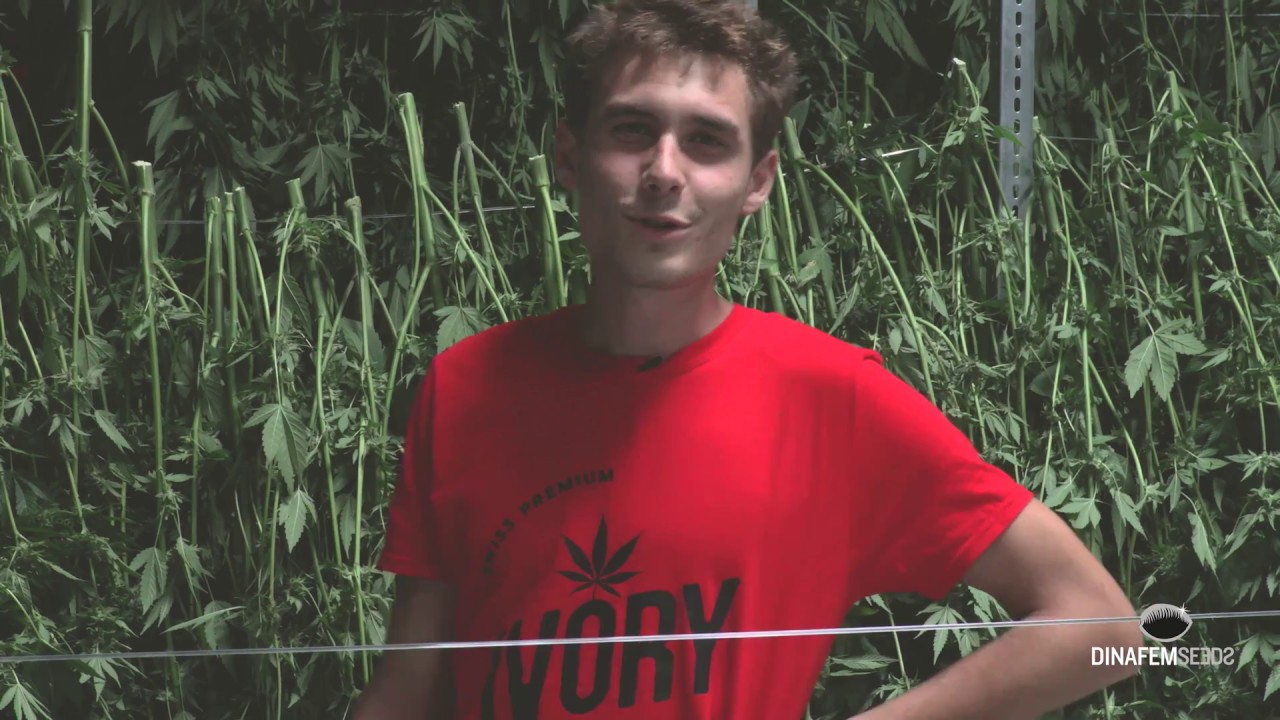 Collaboration avec Ivory et Phytocann: s&eacute;chage et trimming de la Dinamed Kush