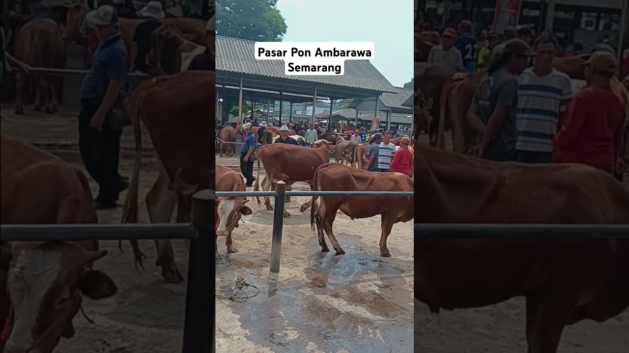 Ramainya pasar pon ambarawa kab semarang #pasarponambarawa #pasarhewan #sapi #animals